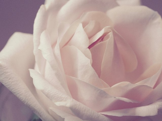 17/Offres/Rose Shrub Petal Pink Flower - 640x480.jpg